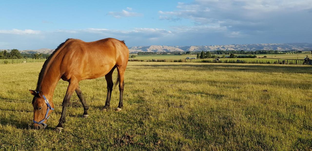 Estancia Farm Stay Masterton Exteriér fotografie